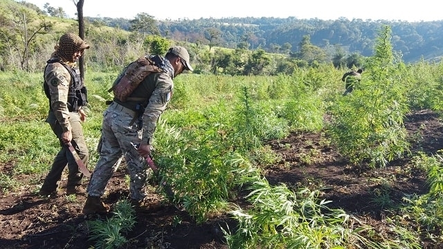 Incineran 36 toneladas de marihuana, el mayor alijo incautado en Paraguay