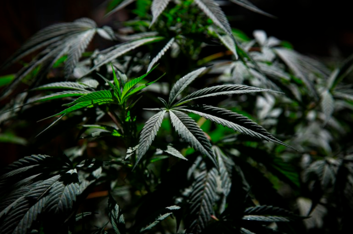 Sin comercialización: Cómo tramitar un permiso para sembrar, cosechar, poseer y consumir marihuana en México