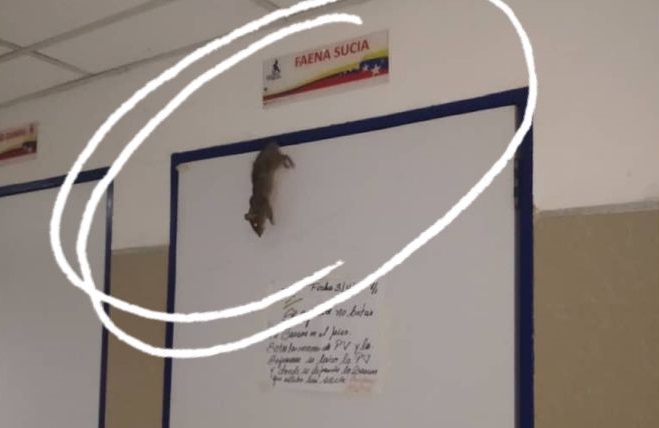 ¡Auxilio! El Hospital Pediátrico El Algodonal está invadido por las ratas y “han atacado a más de un niño” (VIDEO)