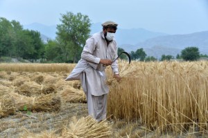 La crisis y la sequía amenazan la producción de alimentos en Afganistán tras la llegada de los talibanes