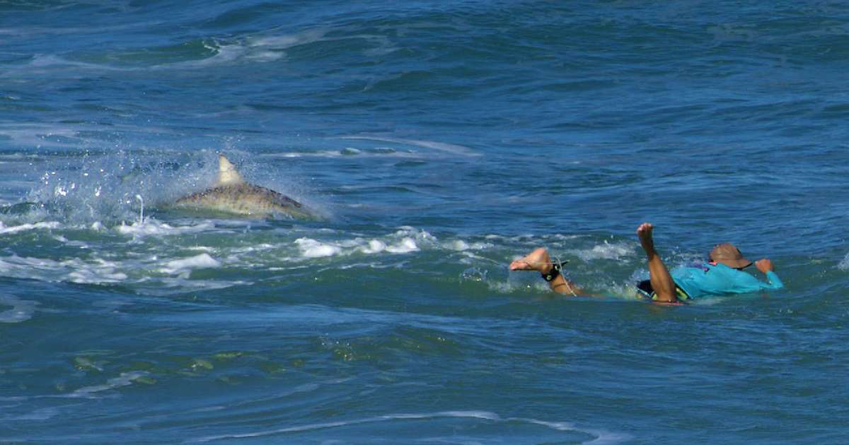 El pánico se apoderó de un surfista tras ser rodeado por varios tiburones en una playa de Florida