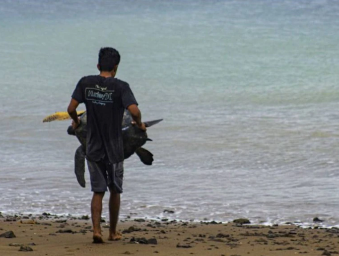 Rescataron al menos 63 tortugas marinas en la Isla de Plata de Ecuador