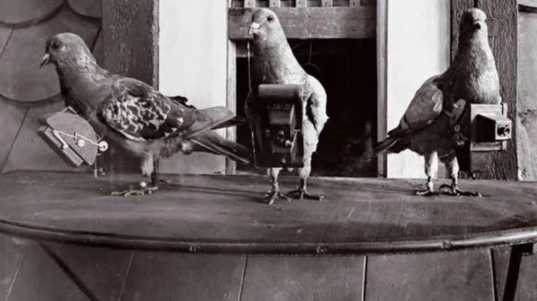 Drones de carne y hueso: Las increíbles “palomas espías” que usaron los alemanes en la guerra y la CIA