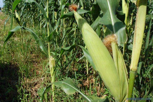 En Portuguesa la producción de maíz se ha reducido más del 50%