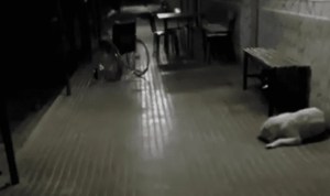 “Fantasma” de una anciana se paseó en silla de ruedas por los pasillos de un hospital (VIDEO)