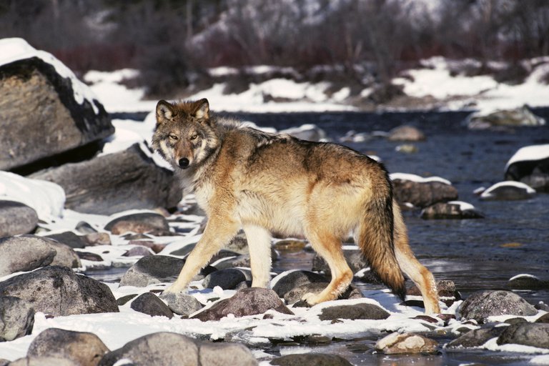 El lobo más célebre de Estados Unidos fue hallado muerto: ¿Qué lo hizo famoso?