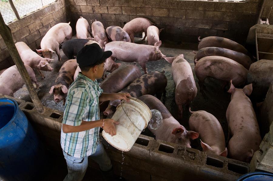 República Dominicana da por controlada la peste porcina que obligó a sacrificar miles de cerdos