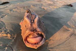 “Es cosa de pesadillas”: Encontraron un horroroso pez monstruo en las playas de California (FOTOS)