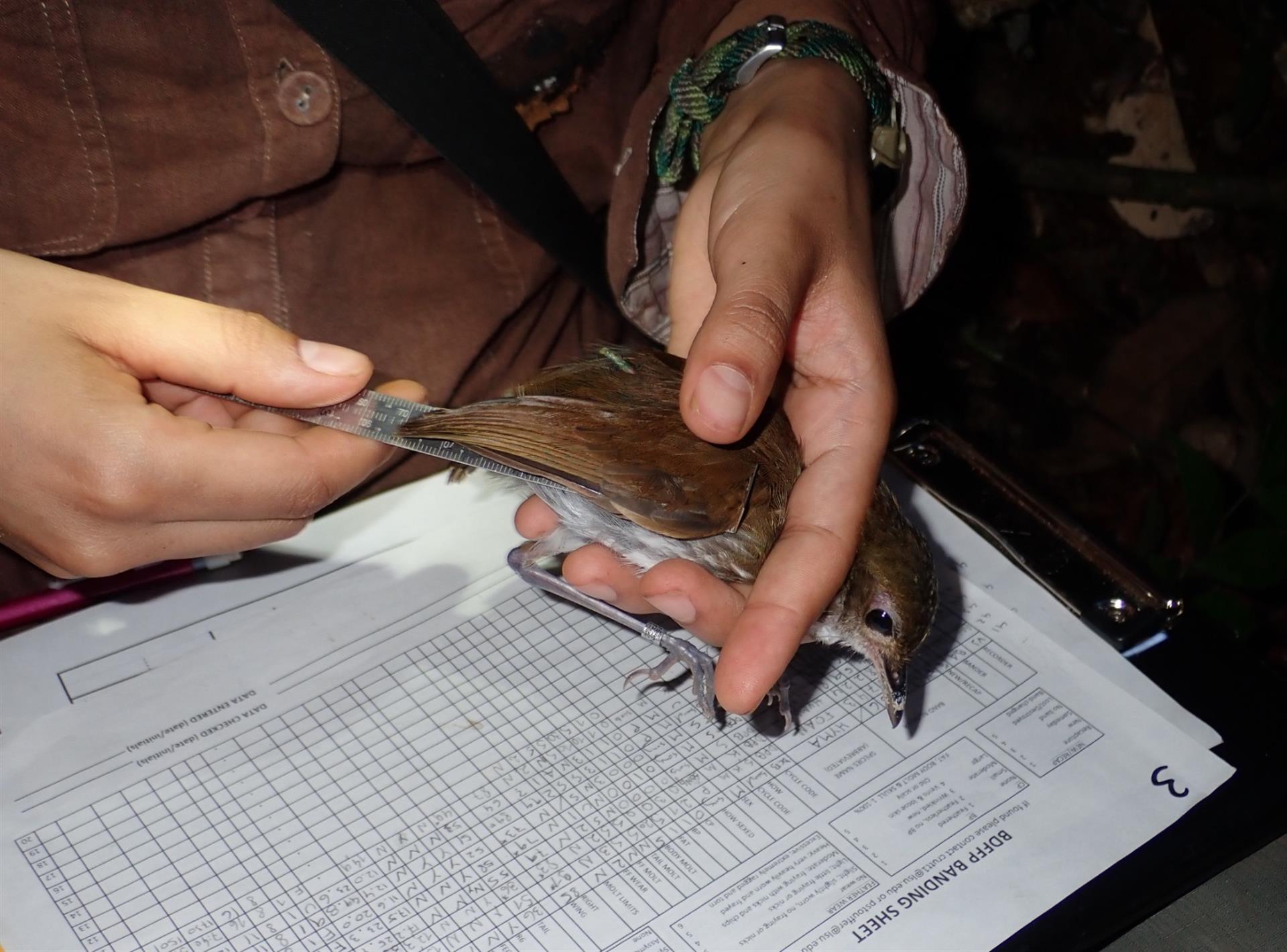 Las aves del Amazonas se han hecho más pequeña para adaptarse al cambio climático