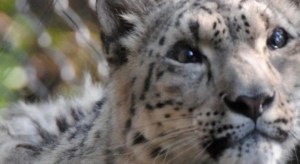 Murieron tres leopardos de las nieves por coronavirus en un zoológico de Nebraska