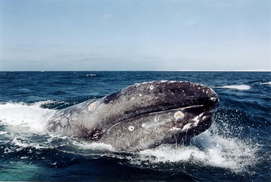 Rusia prohíbe caza industrial de ballenas