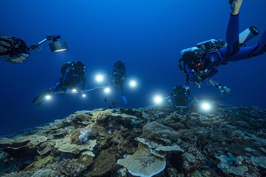 Descubren en Tahití uno de los arrecifes de coral más extensos del mundo (FOTOS)