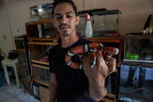 ¡Increíble! Conoce a José Delgadillo, el hombre que tiene 45 serpientes como mascotas