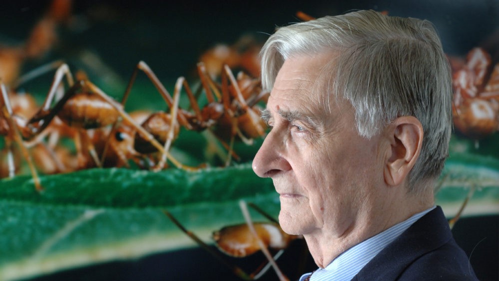 Here’s how we should commemorate E.O. Wilson