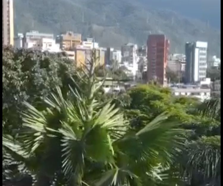 La UCV es testigo de un IMPRESIONANTE evento botánico: la Palma de Sailant empezó a florecer en Caracas (VIDEO)