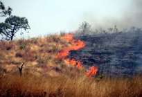 Ambientalistas guariqueños en alerta por continuos incendios forestales