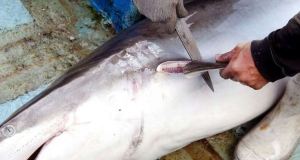IMÁGENES: Pescadores asesinaron a un tiburón mako en peligro de extinción en Sucre