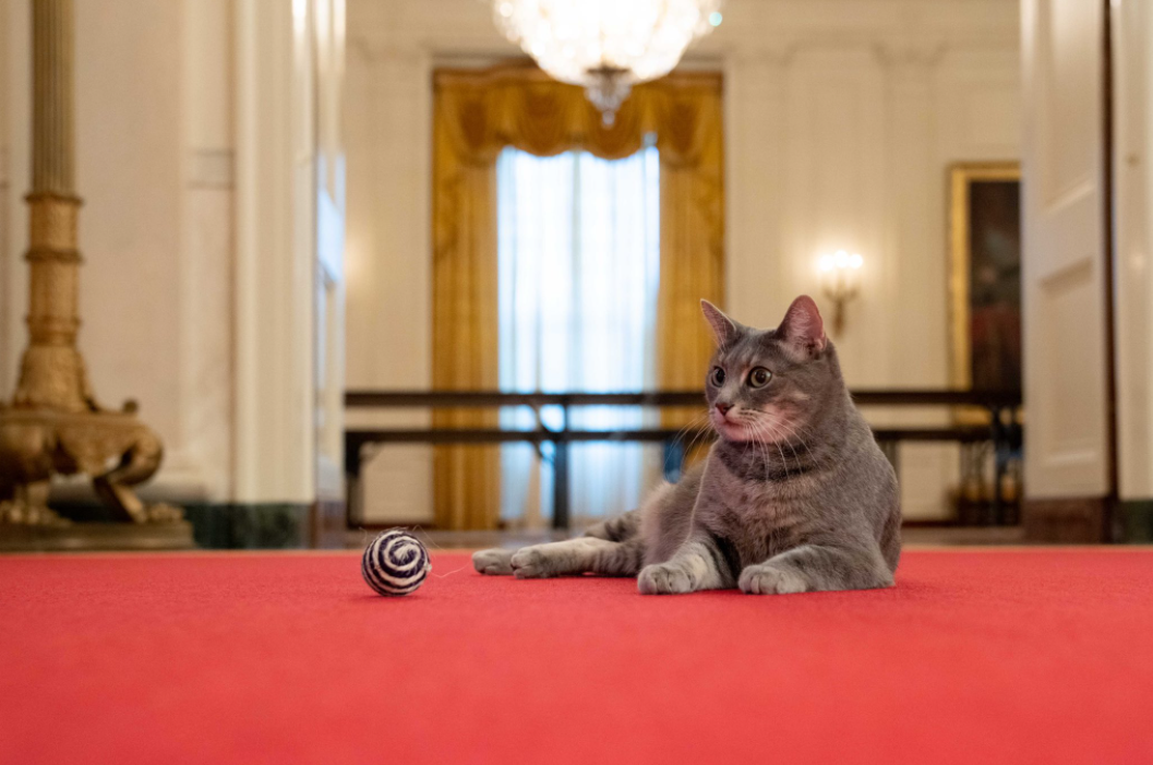 En Fotos: “Willow”, la gatita que araña sillas y recibe mimos en la Oficina Oval