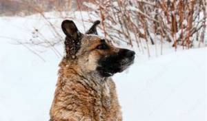 Niña sobrevivió 18 horas a una tormenta de nieve gracias al calor de un perro callejero en Rusia