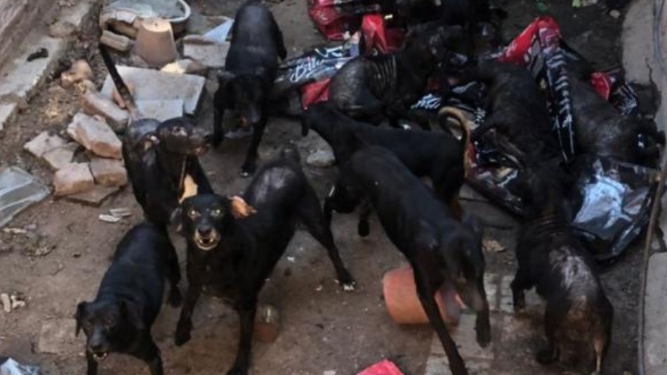 “Se comen entre ellos”: Tiene más de 30 perros y no los puede controlar