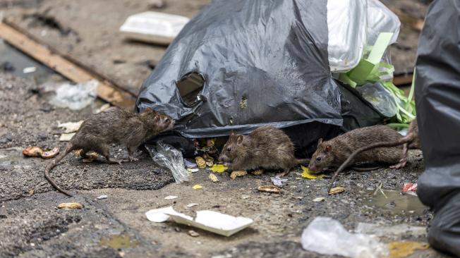 Advierten sobre una nueva raza de súper roedores que podría ser una amenaza para los humanos