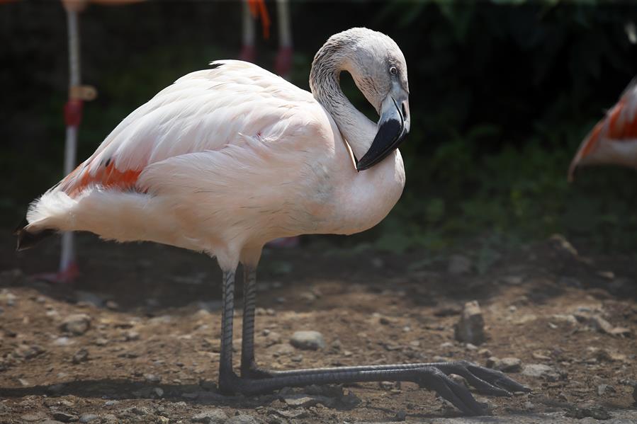 Un estudio revela que el cambio climático y minería de litio afecta a población de flamencos