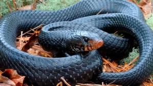 Por segunda vez en 60 años, encuentran aterradora especie de serpiente en Alabama
