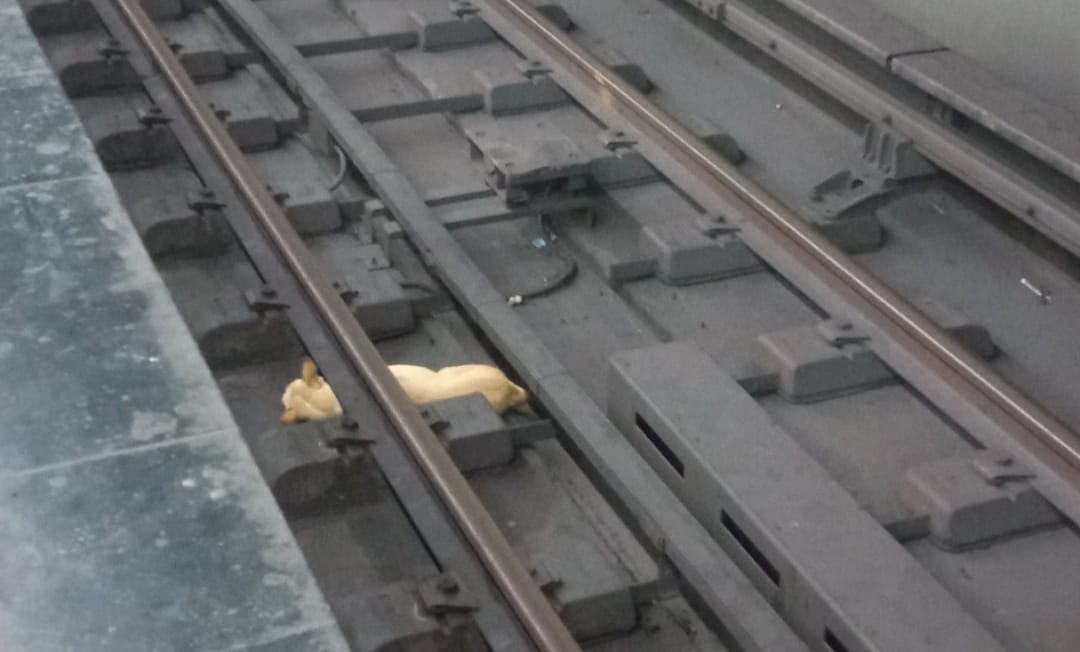 Perro quedó atrapado en los rieles del Metro, trabajadores se negaron a rescatarlo (Video)