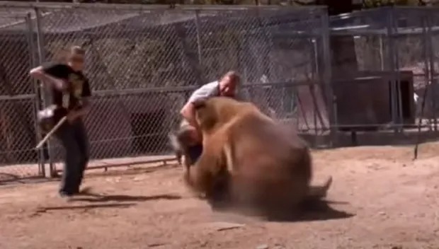 Un VIDEO aterrador muestra a un oso despedazar a su entrenador tras morderle el cuello (Imágenes sensibles)