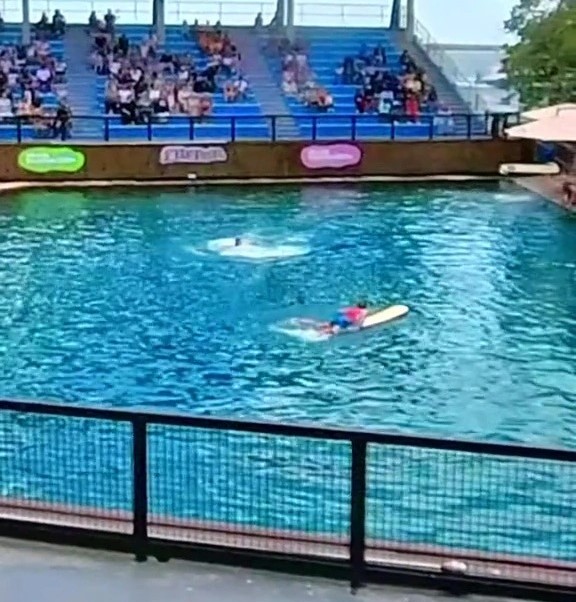 Pánico en acuario de Miami: Delfín enojado ataca a su entrenadora frente a decenas de familias horrorizadas