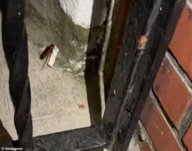 Una cucaracha viciosa se convierte en la criatura más vil y VIRAL de Nueva York (VIDEO)