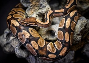 Tenía más de 100 serpientes en su casa en Maryland y una de ellas lo mordió mortalmente