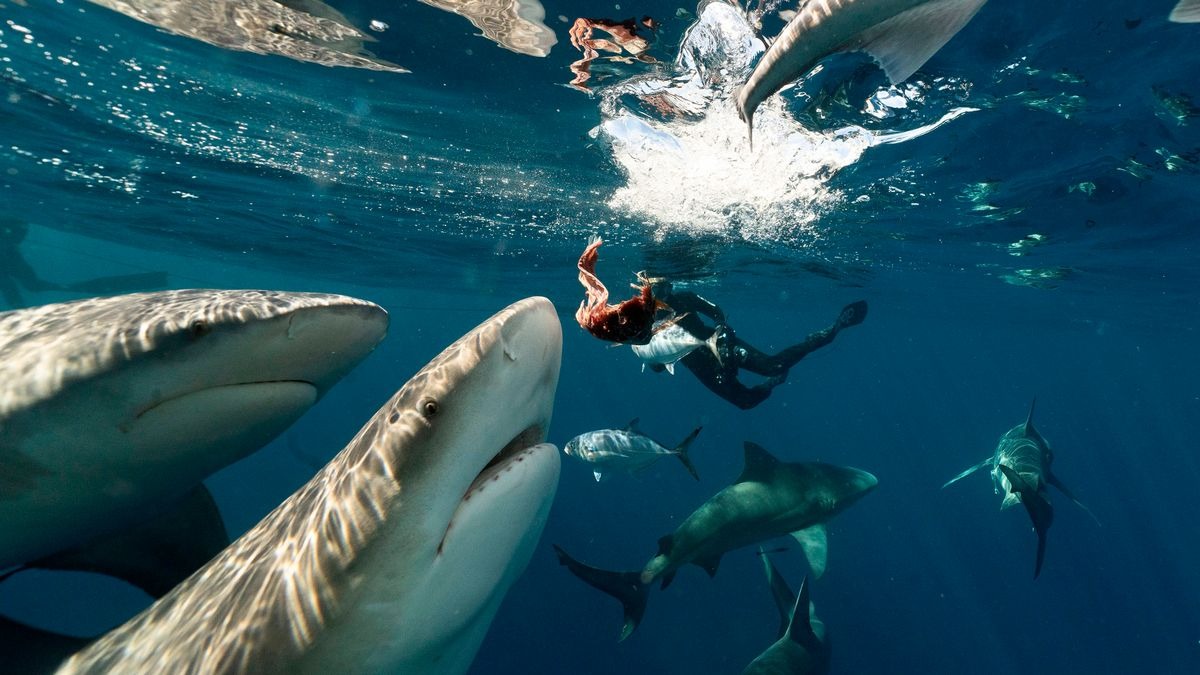 Increíbles imágenes muestran a tiburones acechando un buzo en Florida momentos antes de… ¿comérselo?