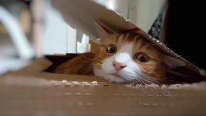 ¿Por qué a los gatos les gustan tanto las cajas?
