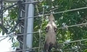 ¡El colmo! Un animal muerto sobre el tendido eléctrico justo frente a Corpoelec Bejuma y no hacen nada (VIDEO)