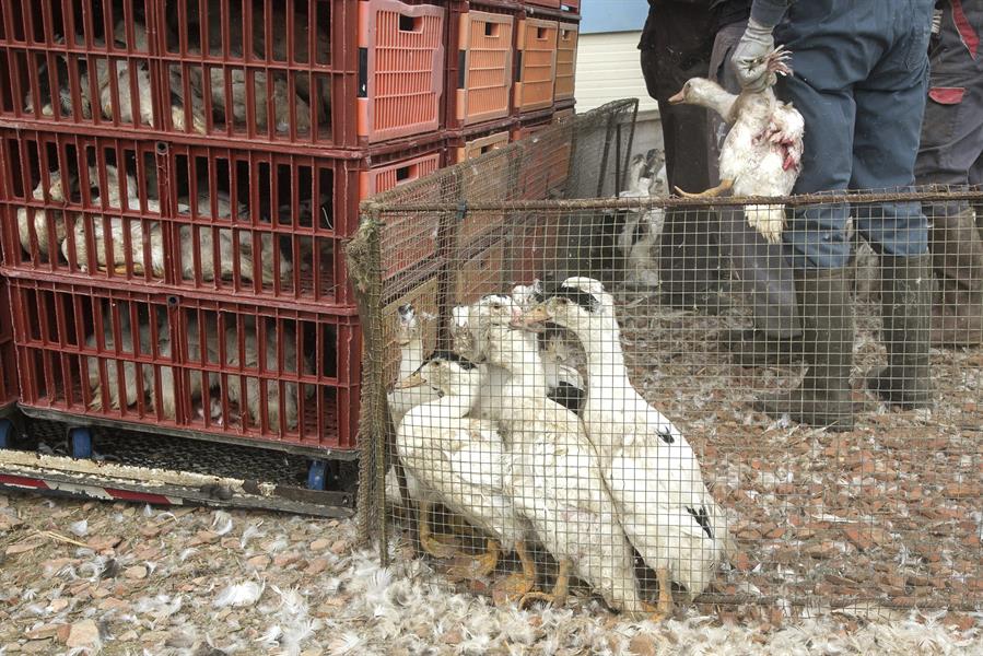 Francia ha sacrificado 16 millones de aves por el brote de gripe aviar