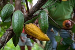 Cacaoteros venezolanos buscan elevar producción a 60 mil toneladas en tres años
