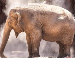 Una elefanta avisó que un antílope se ahogaba: el final es increíble (VIDEO)