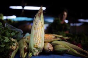 Fedeagro estima que la producción de maíz crecerá 17% en 2022
