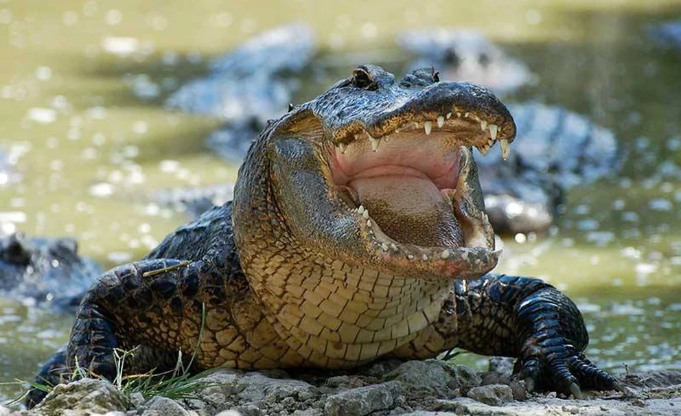 La furia de un caimán dejó al borde de la muerte a un hombre en Florida