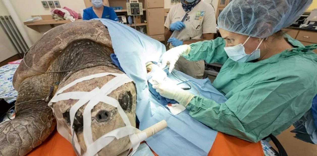 El rescate en Florida de una tortuga gigante atacada por un tiburón y embarazada con 100 huevos