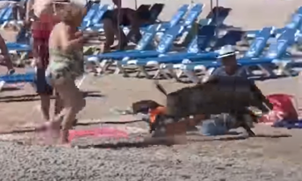 El ataque salvaje de un jabalí a una mujer que apareció repentinamente en una playa (VIDEO)