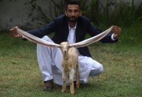 Un cabrito con orejas extremadamente largas causa furor en la redes sociales en Pakistán (Fotos)