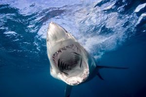 Gran tiburón blanco sufre una horrible muerte tras quedar atrapado en los barrotes de la jaula de un buzo