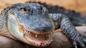 Ataque mortal: Mujer resbaló en un estanque en Carolina del Sur y fue devorada por enorme caimán