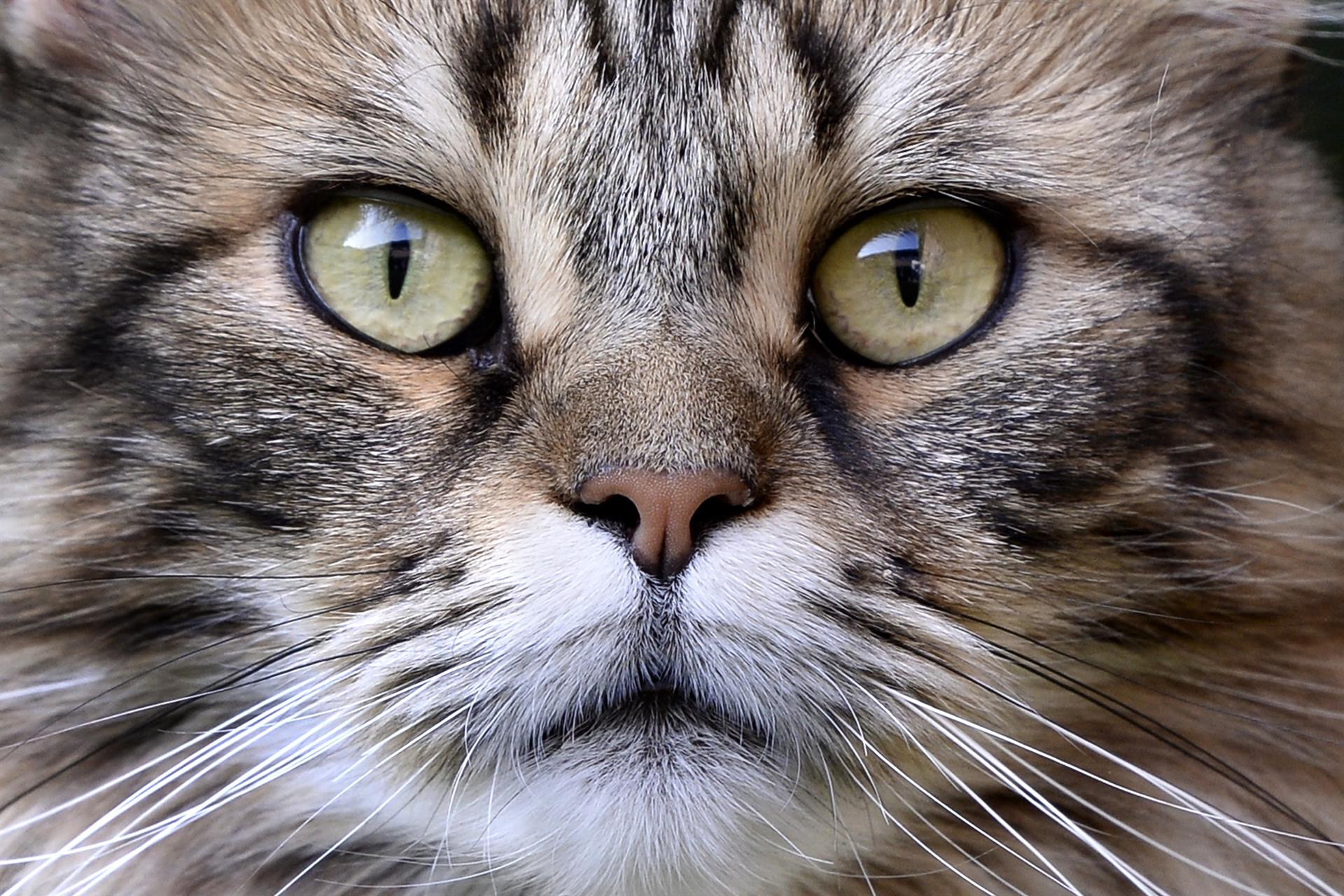 El gato “poseído” que se ha hecho VIRAL andando boca arriba debajo de un sofá (VIDEO)