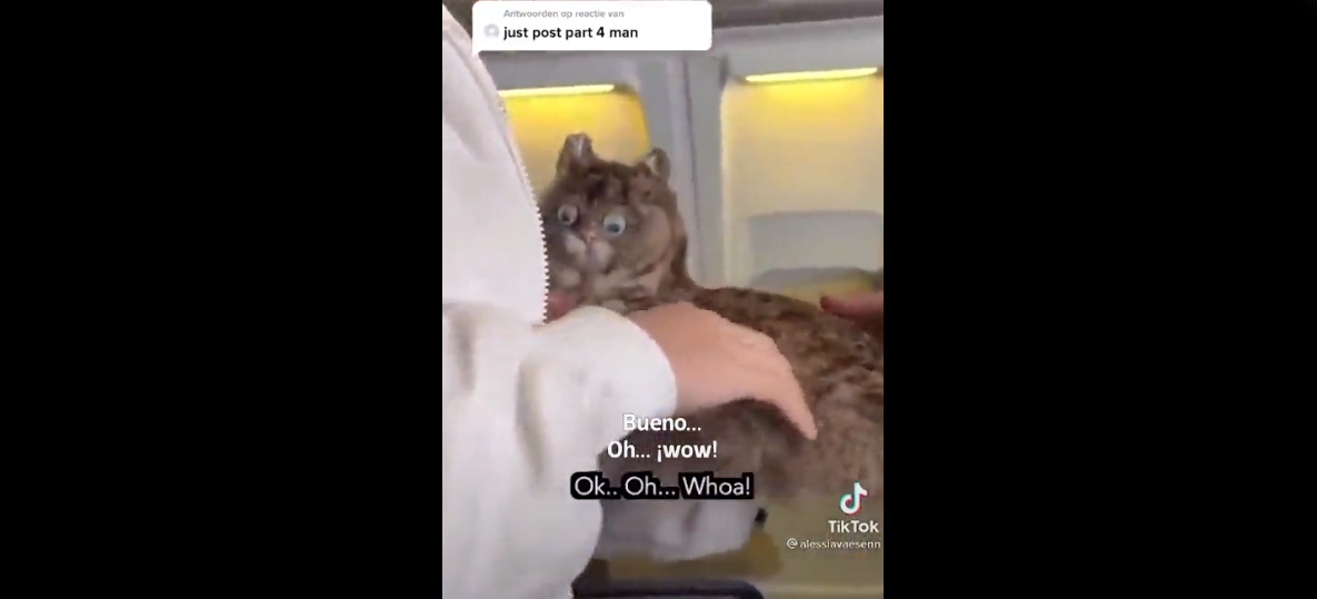 Creen que está amamantando a un gato, pero cuando ven lo que lleva en brazos descubren algo más extraño (VIDEO)