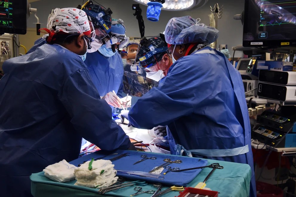 Con sangre artificial, lograron revivir órganos de cerdos una hora después de su muerte