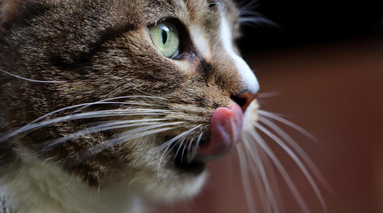 VIRAL: La inesperada reacción de un gato cuando ve a su dueña comerse el contenido de su arenero (VIDEO)