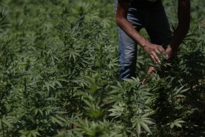 Con las manos en la masa: Arrestaron a agricultor de marihuana en la Colonia Tovar